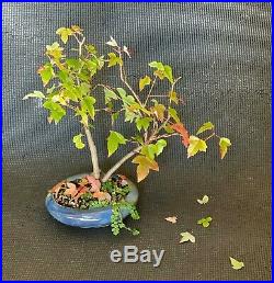 Bonsai Trident Maple In Crafted Pot