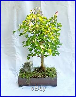 Bonsai Trident Maple Tree