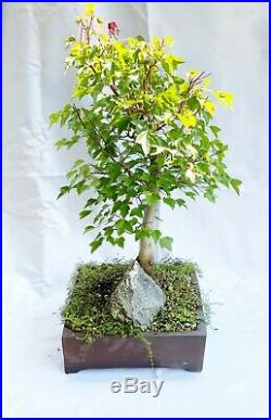 Bonsai Trident Maple Tree