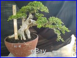 Bonsai Triphasia Trifolia Ref 01.11