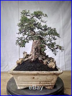 Bonsai Ulmus Lancaefolia 23.671