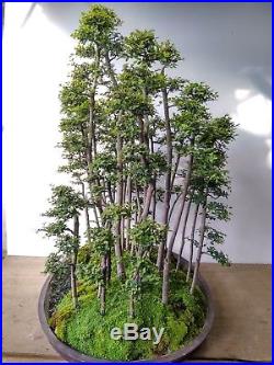 Bonsai Ulmus Lancaefolia Aokigahara Forest
