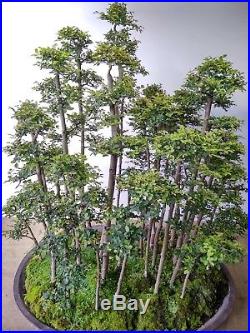 Bonsai Ulmus Lancaefolia Aokigahara Forest