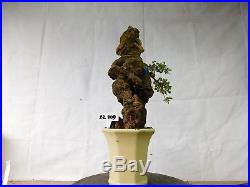 Bonsai Ulmus Lancaefolia ON THE ROCK 23.909