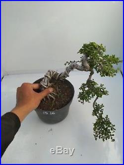 Bonsai Ulmus Lancaefolia Ref 15.16