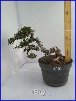 Bonsai Ulmus Lancaefolia Ref 15.16