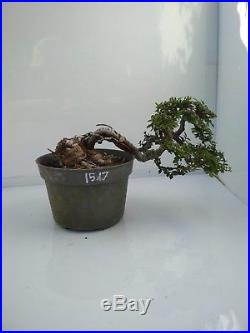 Bonsai Ulmus Lancaefolia Ref 15.17