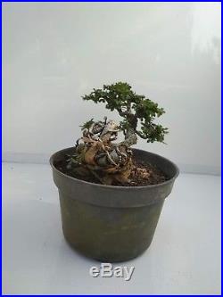 Bonsai Ulmus Lancaefolia Ref 15.17