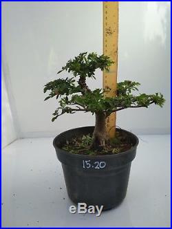 Bonsai Ulmus Lancaefolia Ref 15.20