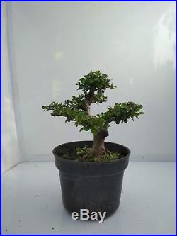 Bonsai Ulmus Lancaefolia Ref 15.20