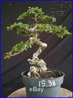 Bonsai Ulmus Lancaefolia Ref 15.38