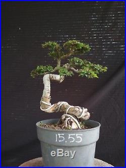 Bonsai Ulmus Lancaefolia Ref 15.55