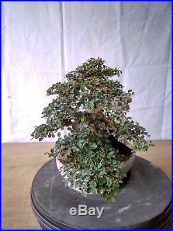 Bonsai Ulmus Lancaefolia WHITE TRUNK