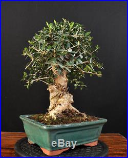 Bonsai Wildolive Olea Europaea Sylvestris Kleinblättrig Outdoor Alt Olive Baum