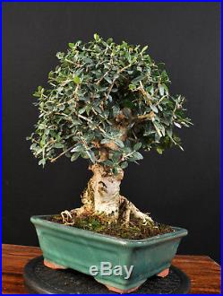 Bonsai Wildolive Olea Europaea Sylvestris Kleinblättrig Outdoor Alt Olive Baum