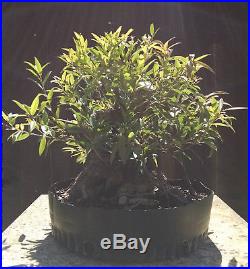 Bonsai, Willow Leaf Ficus 89', Tropical Bonsai, Fat Trunk, Speciemen Prebonsai