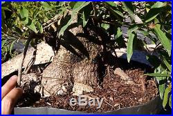 Bonsai, Willow Leaf Ficus 89', Tropical Bonsai, Fat Trunk, Speciemen Prebonsai