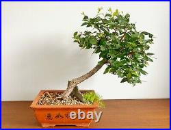 Bonsai Winged Elm (Ulmus Alata)