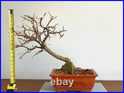 Bonsai Winged Elm (Ulmus Alata)