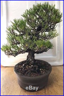 Bonsai dwarf Japanese Black Pine great movement 43 years old shohin mame show ++