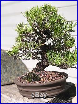 Bonsai dwarf Japanese Black Pine great movement 43 years old shohin mame show ++