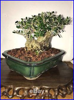 Bonsai dwarf Japanese olive great movement 45 years old shohin mame nr tree