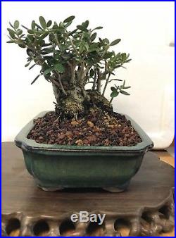 Bonsai dwarf Japanese olive great movement 45 years old shohin mame nr tree