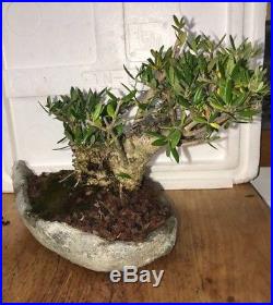 Bonsai dwarf Japanese olive great movement 47 years old shohin mame nr tree