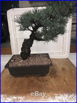 Bonsai dwarf Japanese white pine five needle shohin mame nr tree A+ piece