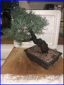 Bonsai dwarf Japanese white pine five needle shohin mame nr tree A+ piece