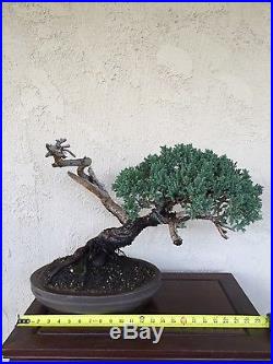 Bonsai juniper procumbens nana