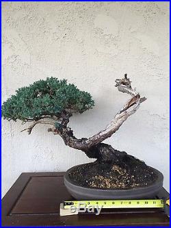 Bonsai juniper procumbens nana