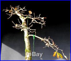 Bonsai outdoor winterhart Eiche, Quercus robur H53 B53 D5 cm