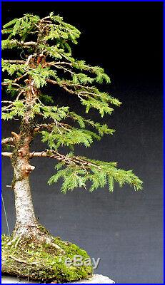 Bonsai outdoor winterhart Fichte, Picea, H70 B60 D8 cm