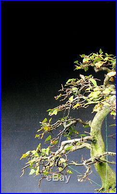 Bonsai outdoor winterhart Hainbuche Carpinus H61 B76 D5 cm