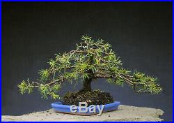 Bonsai outdoor winterhart Kiefer, Pinus, H23 B45 D2,5 cm