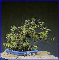 Bonsai outdoor winterhart Kiefer, Pinus, H23 B45 D2,5 cm