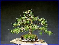 Bonsai outdoor winterhart Kiefer, Pinus, H33 B41 D4 cm