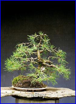 Bonsai outdoor winterhart Kiefer, Pinus, H33 B41 D4 cm