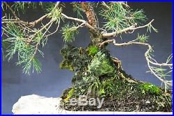 Bonsai outdoor winterhart Kiefer, Pinus, H52 B55 D4 cm