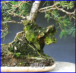 Bonsai outdoor winterhart Kiefer, Pinus, H52 B55 D4 cm