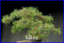 Bonsai outdoor winterhart Kiefer, Pinus, H55 B78 D4 cm
