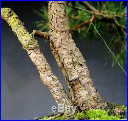 Bonsai outdoor winterhart Kiefer, Pinus, H55 B78 D4 cm