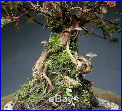 Bonsai outdoor winterhart Physocarpus, H32 B36 D10 cm