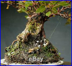 Bonsai outdoor winterhart Physocarpus, H32 B36 D10 cm