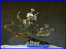 Bonsai outdoor winterhart Schlehe, Prunus spinosa, H37 B50 D2,5 cm