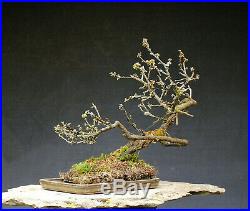 Bonsai outdoor winterhart Schlehe, Prunus spinosa, H37 B50 D2,5 cm