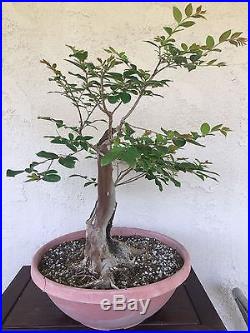 Bonsai, pre bonsai, Crape Myrtle specimen HTF