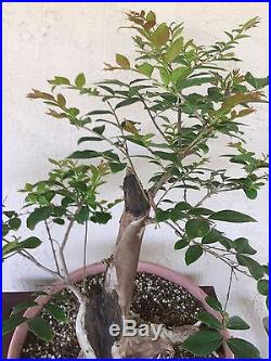 Bonsai, pre bonsai, Crape Myrtle specimen HTF