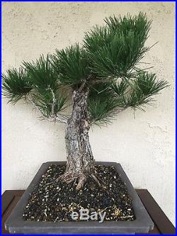Bonsai, pre bonsai Japanese black pine